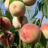 Breskva bijeli labud